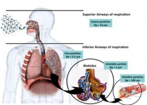 Obr. č. 2 Usazování částic v dýchacích cestách