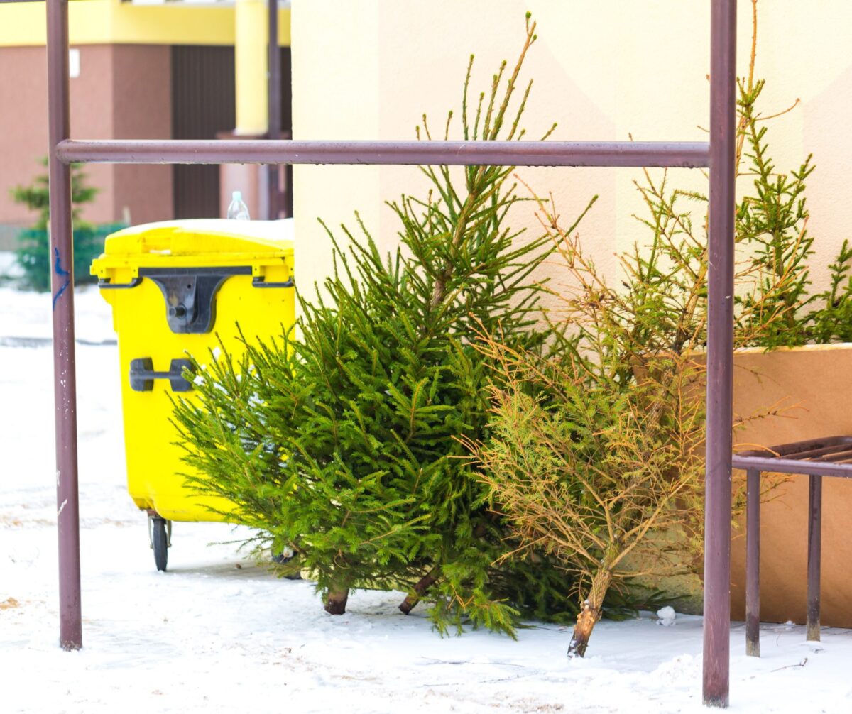 Vánoční stromky u popelnice