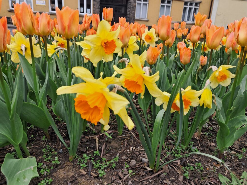 Novojičínský dukát, který právě rozkvétá, byl vyšlechtěn přímo pro Nový Jičín
Nový Jičín má svou vlastní květinovou směs. Jmenuje se Novojičínský dukát a tvoří ho tulipány, narcisy a ladoníky. Kolekce cibulovin byla slavnostně pokřtěná v rámci odborné konference, která se v našem městě konala 16. dubna. Květiny vyšlechtila a zkombinovala přímo pro Nový Jičín holandská pěstitelská firma, která bude směs květin pod názvem Novojičínský dukát nabízet i ve svém prodejním katalogu.
„Novojičínský dukát je k vidění v parčíku za Beskydským divadlem. Pracovníci našich technických služeb tam vloni na podzim ručně vysázeli 500 cibulovin. Ty nám zdarma věnovala šlechtitelská firma, která se věnuje osazování veřejného prostoru ve městech a obcích. Název směsi je odvozen od barvy květů, kdy převažuje žlutá různých odstínů, pouze ladoník kvete modře, “ řekl starosta Nového Jičína Stanislav Kopecký. 
Novojičínská radnice začala osazovat květinami nejen parky, ale i ulice, kruhové objezdy a další frekventovaná místa před deseti lety. Dneska už je takových lokalit ve městě více než třicet. „Dá se říct, že jsme byli mezi prvními v mechanizované výsadbě cibulovin. Nový Jičín je pro mnohé vzorem, proto jsme se stali i místem, kde se konala odborná konference Festival jara. Na naše květinové záhony se přijely podívat desítky zahradníků, šlechtitelů i zástupců měst a obcí z celé republiky,“ uvedla Hedvika Hubáčková z odboru životního prostředí.
Součástí programu konference byla kromě křtu kolekce cibulovin i komentovaná procházka kolem osázených záhonů. „Účastníkům akce se úprava našeho veřejného prostranství velmi líbila. Mohli se podívat i na strojové sázení lilií u obchodního domu Javor, což už je třetí místo ve městě, které jsme zkrášlili těmito květinami. Lilie při správném ošetřování vydrží v záhonu v plné kondici i pět let. Doplňujeme je letničkami,“ konstatovala Naděžda Švrčinová, vedoucí střediska zeleně v Technických službách města Nový Jičín. 
Nový Jičín je v pořadí pátým městem na Moravě, které má svou vlastní květinovou směs. „Novojičínský dukát, je zatím k vidění jen u nás, ale v příštím roce bude nabízen pod tímto názvem i v prodejním katalogu pěstitelské společnosti. A tak je možné, že se v příštích letech rozšíří i do dalších krajů,“ dodal starosta města.
