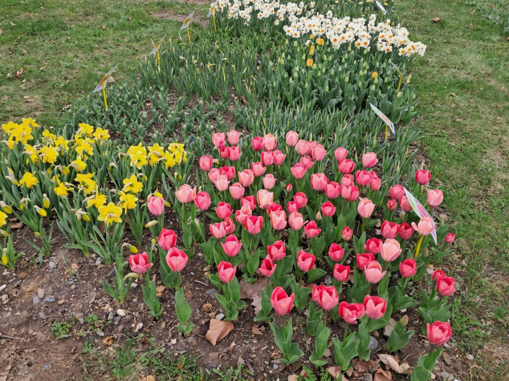 Záhon s různými cibulovinami