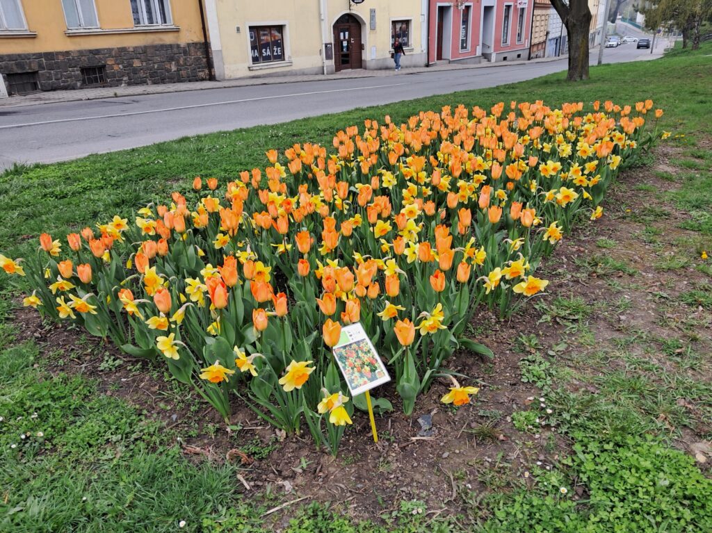 Nově vysazený záhon narcisů a tulipánů