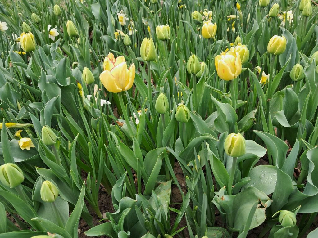 Novojičínský dukát